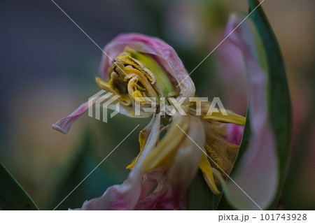 花が終わり枯れた寂しいチューリップ 101743928