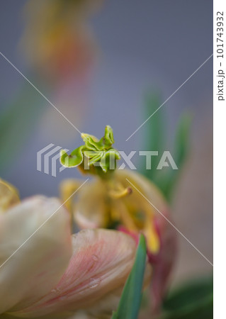 花が終わり枯れた寂しいチューリップ 101743932