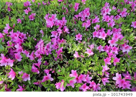 美しいツツジ 101743949