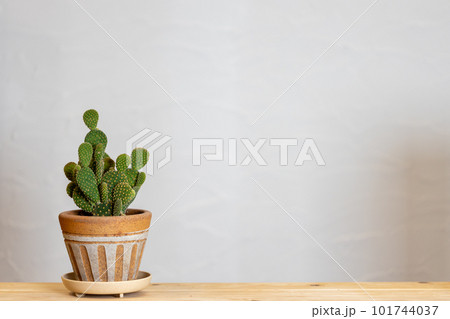 白い珪藻土塗りの壁の前に置いてあるサボテンの鉢植え 白い珪藻土塗りの壁の前に置いてあるサボテンの鉢植え 101744037