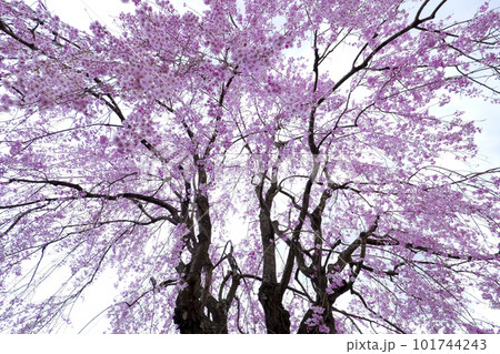 見事に咲いた桜 岩手県 盛岡市 米内浄水場 シダレ桜 見事に咲いた桜 岩手県 盛岡市 米内浄水場 シダレ桜 101744243