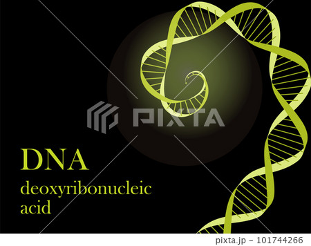 DNA（デオキシリボ核酸）のイメージのイラスト ・ライムイエロー 101744266