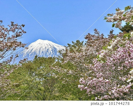 色鮮やかな桜咲く春景色と富士山 101744278
