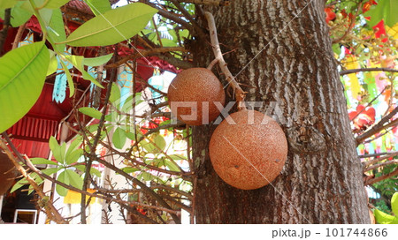 東南アジアで沙羅双樹の代わりに寺院に植えられるホウガンノキ　実 101744866