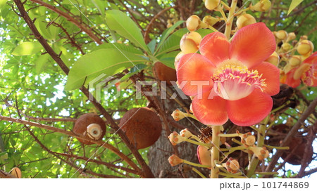東南アジアで沙羅双樹の代わりに寺院に植えられるホウガンノキ 花 東南アジアで沙羅双樹の代わりに寺院に植えられるホウガンノキ 花 101744869