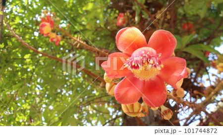 東南アジアで沙羅双樹の代わりに寺院に植えられるホウガンノキ　花 101744872