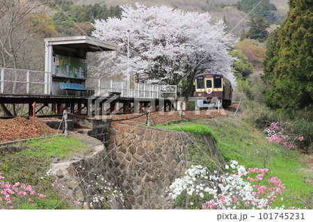 満開の桜の花咲く「わたらせ渓谷鐵道・中野駅」群馬県 101745231