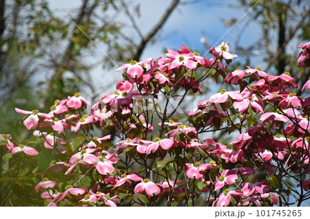 公園に咲くピンクのハナミズキ 101745265