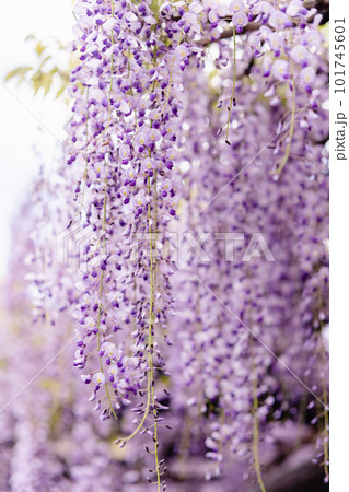 藤の花　クローズアップ 101745601