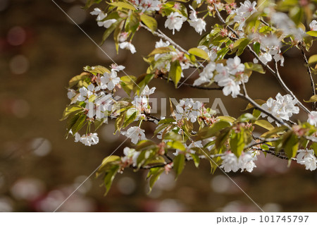 桜の基本野生種　バラ科サクラ属ヤマザクラの開花 101745797