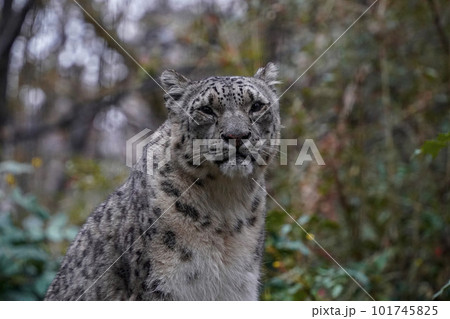 Portrait of a snow leopard, Panthera uncia looking at you 101745825