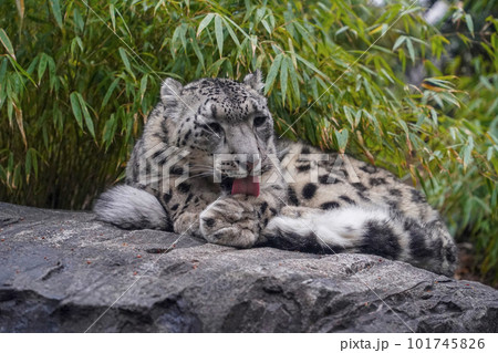 Portrait of a snow leopard, Panthera uncia while cleaning paws 101745826