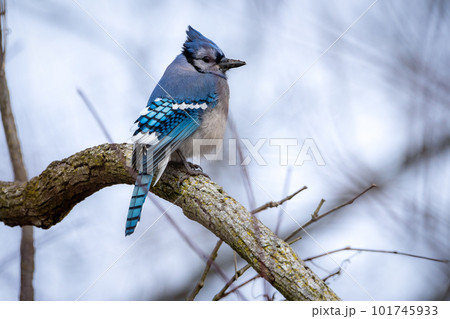 Bluejay Perched on a Branch Bluejay Perched on a Branch 101745933