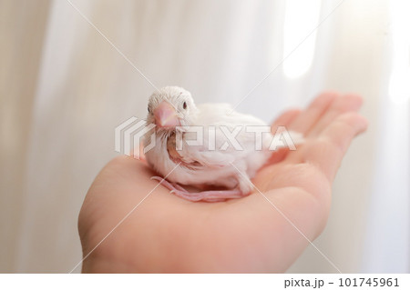 手のひらに乗る白文鳥の雛 101745961