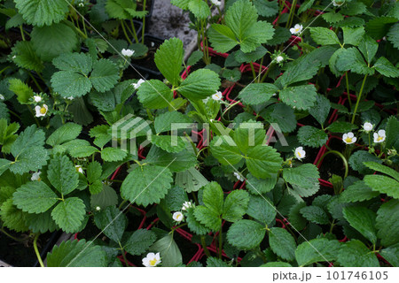 Closeup of strawberry plants in a greenhouse Closeup of strawberry plants in a greenhouse 101746105