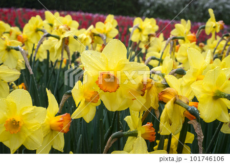 Closeup of rain drops on yellow daffodils in a public garden Closeup of rain drops on yellow daffodils in a public garden 101746106