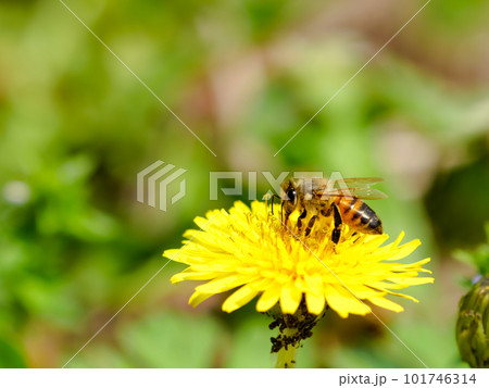 タンポポにミツバチ 101746314