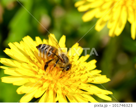 タンポポにミツバチ 101746323