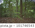 森林浴 101746543