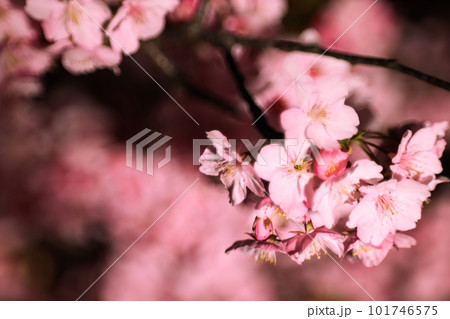 夜の河津桜 夜の河津桜 101746575
