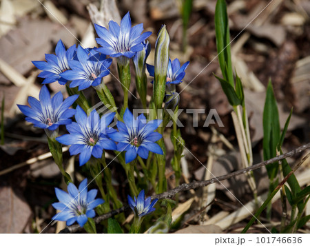 リンドウ科ハルリンドウの開花 リンドウ科ハルリンドウの開花 101746636
