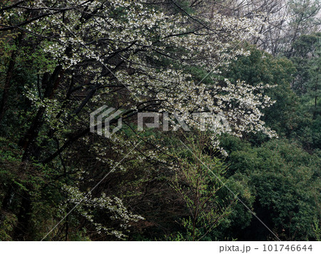 山笑う季節 ヤマザクラの彩 山笑う季節 ヤマザクラの彩 101746644