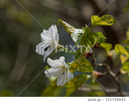 桜の野性基本種 日本固有種ヤマザクラ 桜の野性基本種 日本固有種ヤマザクラ 101746645