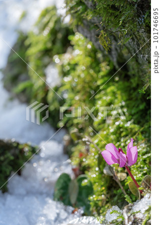 Sunlit snowdrop flower in mossy boxwood forest in spring, melting snow on the trees and on the ground. Macro photo. Selective soft focus. Spring vibe. Abkhazia, Lake Ritsa. Sunlit snowdrop flower in mossy boxwood forest in spring, melting snow on the trees and on the ground. Macro photo. Selective soft focus. Spring vibe. Abkhazia, Lake Ritsa. 101746695