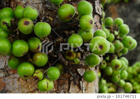 Cluster of Ficus racemosa or fig or Indian fig fruit on tree in Jakarta, Indonesia. Cluster of Ficus racemosa or fig or Indian fig fruit on tree in Jakarta, Indonesia. 101746711