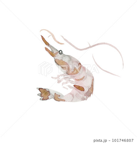 左向きの芝海老 左向きの芝海老 101746807