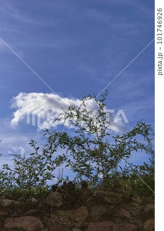 A cloud over plants in the blue sky 101746926