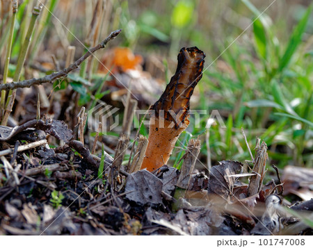 優秀な食用菌 チャアミガサタケ 優秀な食用菌 チャアミガサタケ 101747008
