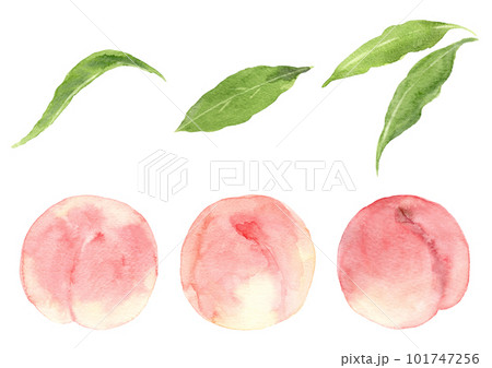 桃の果実と葉っぱのセット　手描き水彩イラスト 101747256