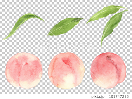 桃の果実と葉っぱのセット　手描き水彩イラスト 101747256