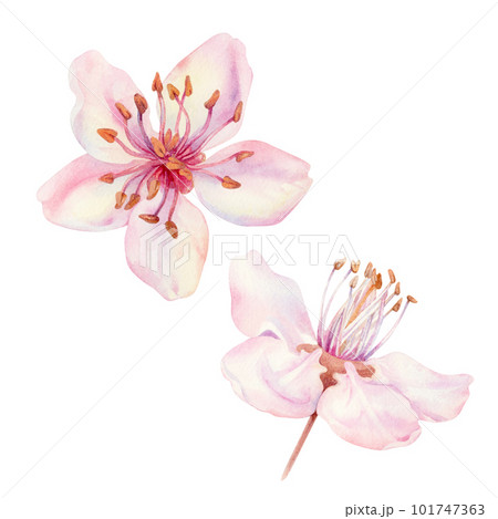 Watercolor spring sakura flowers, japanese cherry. Illustrations of blooming realistic rose petals, flowers, branches, cherry leaves. Elements isolated on white background 101747363