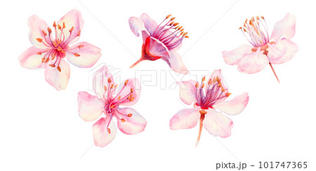 Watercolor spring sakura flowers, japanese cherry. Illustrations of blooming realistic rose petals, flowers, branches, cherry leaves. Elements isolated on white background 101747365