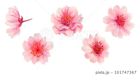 Watercolor spring sakura flowers, japanese cherry. Illustrations of blooming realistic rose petals, flowers, branches, cherry leaves. Elements isolated on white background 101747367