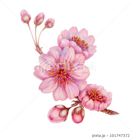 Watercolor spring sakura flowers, japanese cherry. Illustrations of blooming realistic rose petals, flowers, branches, cherry leaves. Elements isolated on white background Watercolor spring sakura flowers, japanese cherry. Illustrations of blooming realistic rose petals, flowers, branches, cherry leaves. Elements isolated on white background 101747372