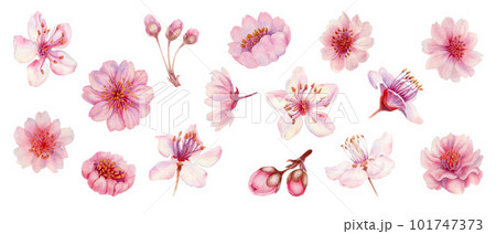 Watercolor spring sakura flowers, japanese cherry. Illustrations of blooming realistic rose petals, flowers, branches, cherry leaves. Elements isolated on white background Watercolor spring sakura flowers, japanese cherry. Illustrations of blooming realistic rose petals, flowers, branches, cherry leaves. Elements isolated on white background 101747373