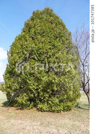 大きなニオイヒバの木（平取町） 101747385