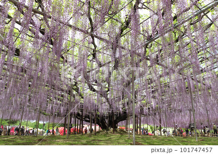 あしかがフラワーパーク：大藤の棚（迫間のフジ） 101747457