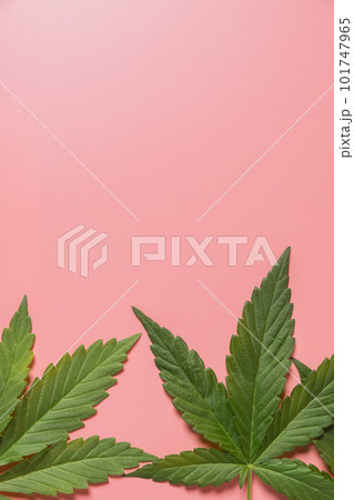 Weed, cannabis, hemp, marijuana leaf on colorful background. Weed, cannabis, hemp, marijuana leaf on colorful background. 101747965