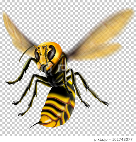 スズメバチイメージ 101748077