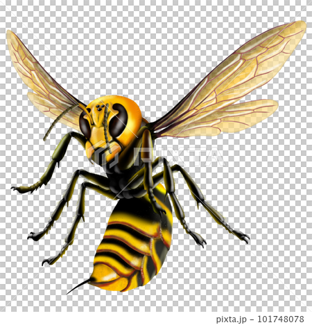 スズメバチイメージ スズメバチイメージ 101748078