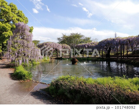 大天白公園の藤 101748092