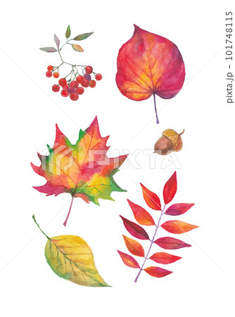 Watercolor autumn set hand painted. Watercolour fall tree leaves isolated. Aquarelle maple, rowan, birch leaves, rowan berry, acorn on white background. Watercolor autumn set hand painted. Watercolour fall tree leaves isolated. Aquarelle maple, rowan, birch leaves, rowan berry, acorn on white background. 101748115