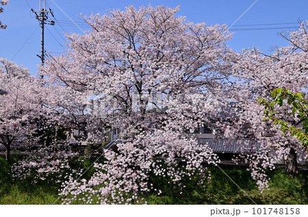 佐保川の名桜、川路桜 佐保川の名桜、川路桜 101748158