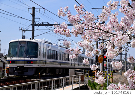 佐保川の桜とJR221系列車 101748165