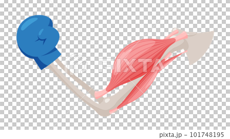 腕を曲げる時の筋肉のイラスト_上腕二頭筋の収縮 101748195