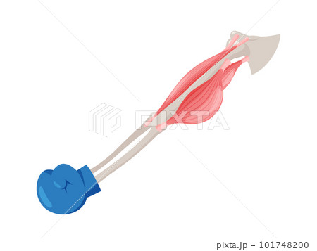 腕を伸ばす時の筋肉のイラスト_上腕三頭筋の収縮 101748200